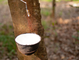 
Latex is flowing down to the rubber cup.