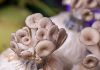 Growing mushrooms, planted for sale
