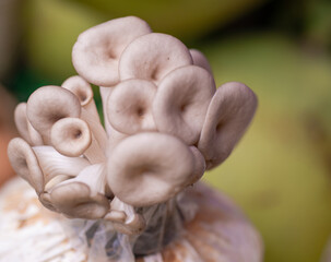 Growing mushrooms, planted for sale