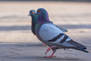 Pigeons in the city on the square. Close-up photographed.