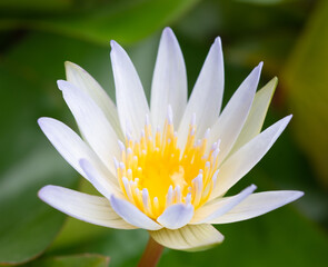 Beautiful white lotus flowers and yellow stamens