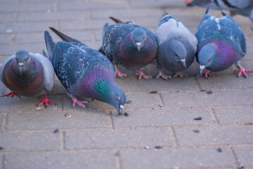 Fototapeta premium Pigeons in the city on the square. Close-up photographed.