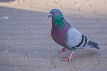 Pigeons in the city on the square. Close-up photographed.