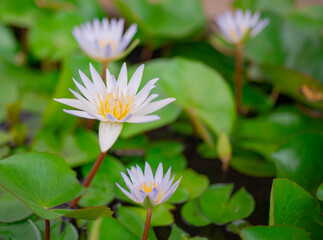 Beautiful white lotus flowers and yellow stamens