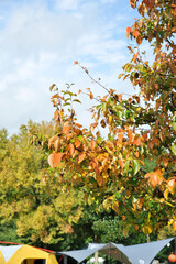 紅葉が綺麗な秋のキャンプ場