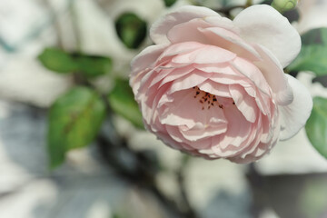 White Rose closeup on blur background in Taipei, Taiwan.