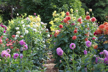 flowers in adelaide botanic garden