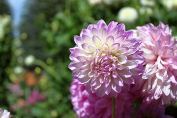 pink dahlia flower