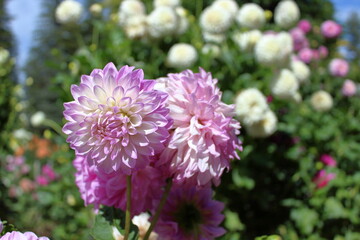 pink and white flowers