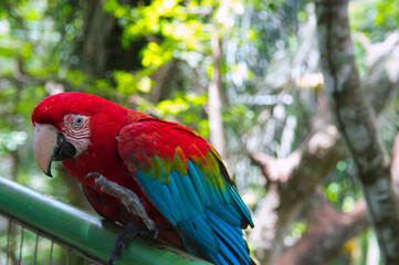 red and yellow macaw