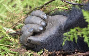 A gorillas hand shown close up - in the mountain jungles of Rwanda.   © Grantat