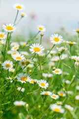Fototapeta premium Naturally growing chamomile or daisy flowers