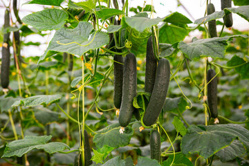 Obraz premium Cucumbers grow in rows in a greenhouse closeup