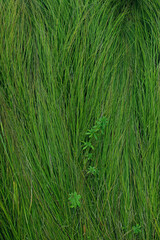 Cropped shot of green field. Green grass background, vertical view.