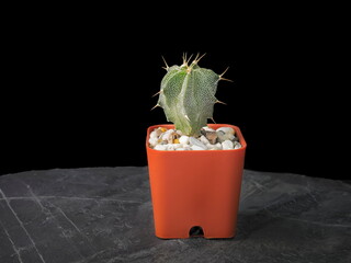 Astrophytum ornatum cactus in orange flower pot on ock ground isolated on black background.
