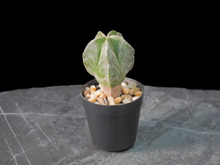 Astrophytum myriostigma cv. Fukuryu 5 ribs in orange flower pot on rock ground isolated on black background, other names includes the bishop's cap cactus, bishop's hat or bishop's miter cactus.