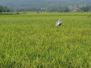 Indonesian Children Playing Kites