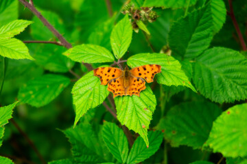 motyl © marsad