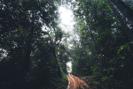 Dirt Road Into The Forest Dark Green Tree