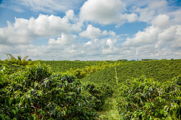 Fototapeta na wymiar Colombian land planted with coffee