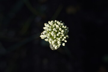 Blooming green onions. Top view.
Open inflorescence (fruit, box) of green onions.