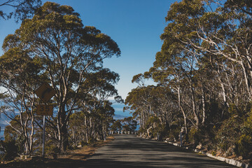 beautiful road surrounded by tall eucalyptus gum tree while driving up Mount Wellington Kunanyi in Tasmania