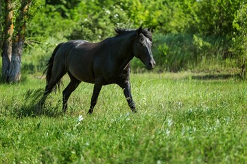 Black Stallion Running