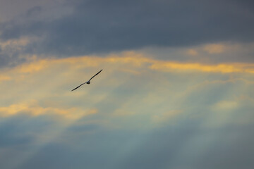 eagle in flight