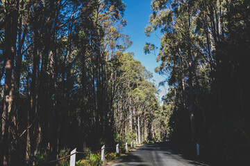 beautiful road surrounded by tall eucalyptus gum tree while driving up Mount Wellington Kunanyi in Tasmania