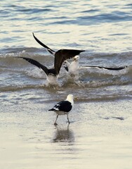 Close up of Seagulls fighting on the beach