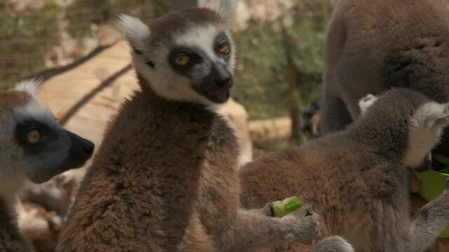 Close-up of a group of Lemurs sitting in a row happily eating fruits and vegetables.