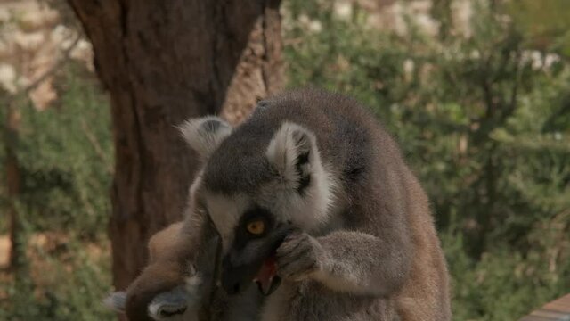 Close-up of a lemur eating with its baby.