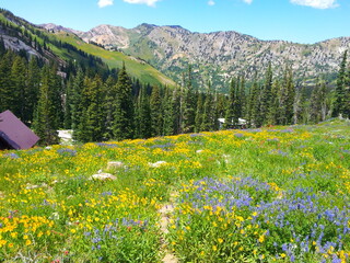 Summer Wildflowers at Albion Basin
