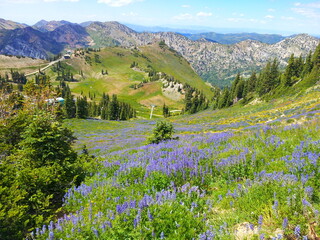Lupine flowers in the slopes of the Wasatch Mountains near Salt Lake City, Utah