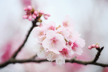 Cherry Blossom (Sakura) macro photography with blur background in Taipei, Taiwan.