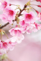 Naklejka na ściany i meble Cherry Blossom (Sakura) macro photography with blur background in Taipei, Taiwan.