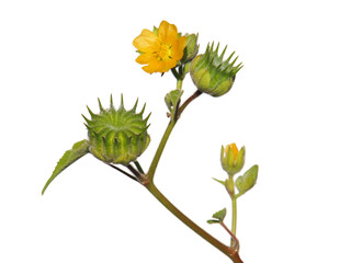 Velvetleaf plant with flowers and pods isolated on white, Abutilon theophrasti
