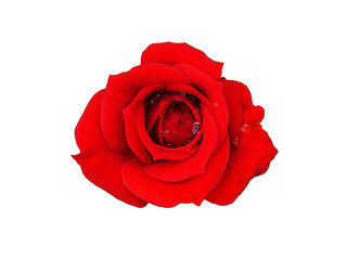 Red rose flower bud isolated on white background
