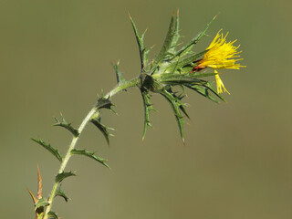 Yellow flower of woolly distaff thistle, Carthamus lanatus