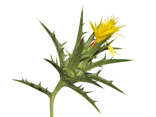 Yellow flower of woolly distaff thistle isolated on white, Carthamus lanatus