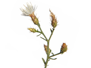 Diffuse knapweed with white flowers isolated on white, Centaurea diffusa
