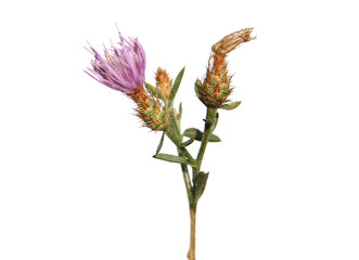 Diffuse knapweed with light purple  flowers isolated on white, Centaurea diffusa