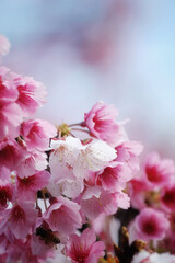 Cherry Blossom (Sakura) macro photography with blur background in Taipei, Taiwan.