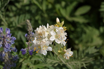 Primrose flower at Albion Basin