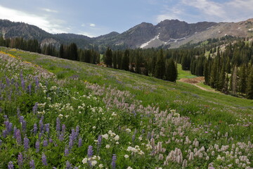 Wildflowers at Albion Basin, Alta, Utah