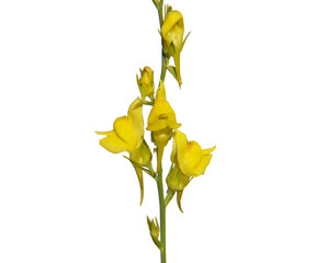 Yellow flower of broomleaf or broom-leaved toadflax isolated on white, Linaria genistifolia