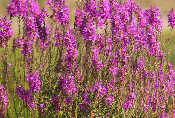 Naklejka premium Blooming purple loosestrife, Lythrum salicaria