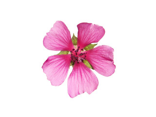 Fototapeta na wymiar Pink flower of mallow isolated on white