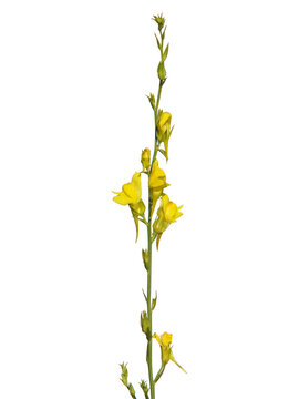 Yellow flower of broomleaf or broom-leaved toadflax isolated on white, Linaria genistifolia
