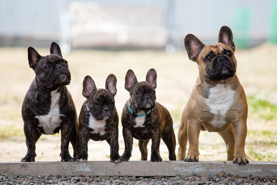 Dogs are adults and puppies. Many dogs.French bulldog dog.Group portrait of dogs.The dog's family.Postcard.Beautiful picture.